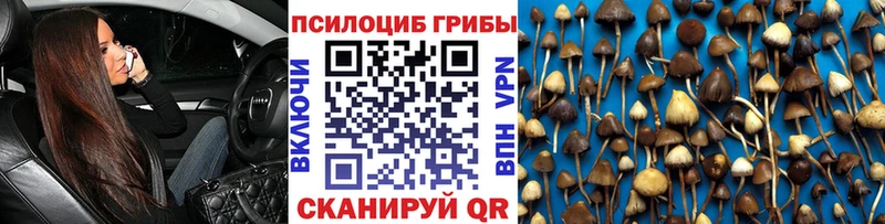 как найти   Заозёрск  Псилоцибиновые грибы Cubensis 